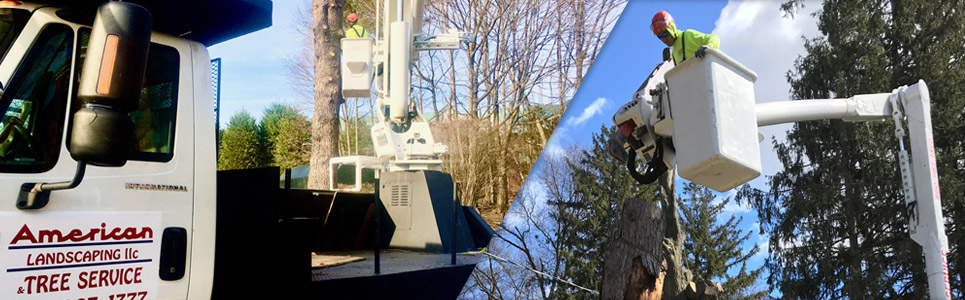 tree care